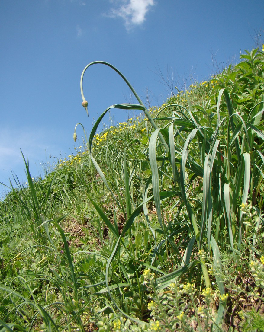 Изображение особи Allium rotundum.