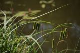 Carex pseudocyperus. Верхушка побега с соплодиями и отцветшим мужским соцветием. Санкт-Петербург, Дудергофские высоты, берег пруда. 18.07.2009.