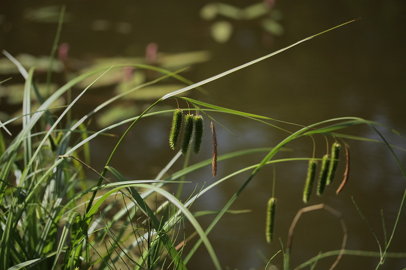 Изображение особи Carex pseudocyperus.