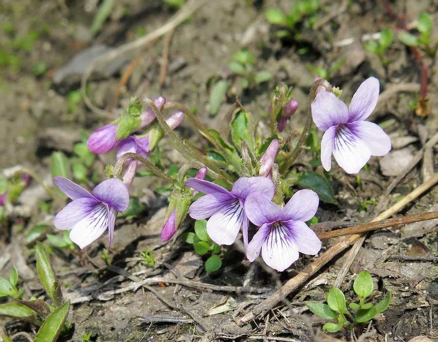 Изображение особи Viola yedoensis.