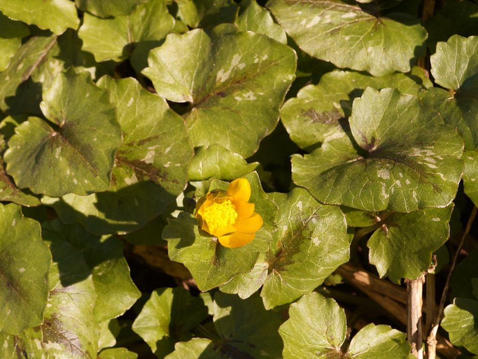 Image of Ficaria verna specimen.