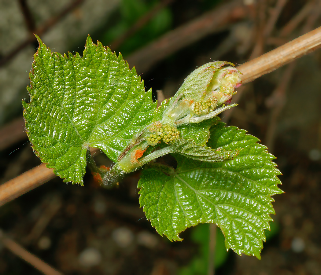 Изображение особи род Vitis.