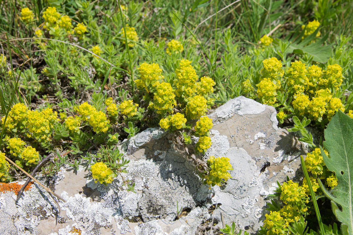 Image of Cruciata taurica specimen.