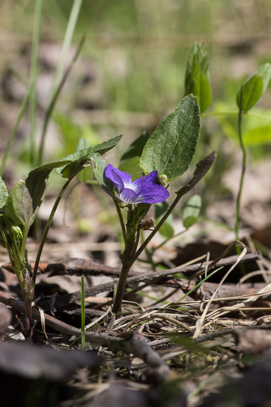 Image of Viola canina specimen.