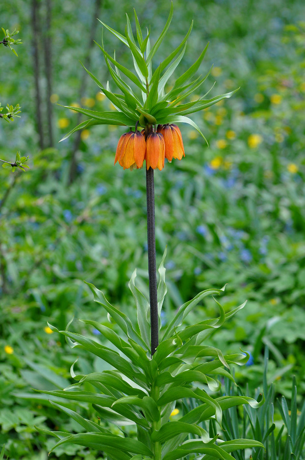 Изображение особи Fritillaria imperialis.