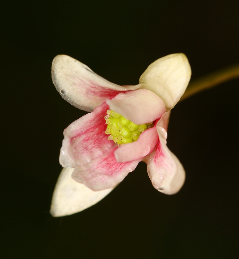 Image of Schisandra chinensis specimen.