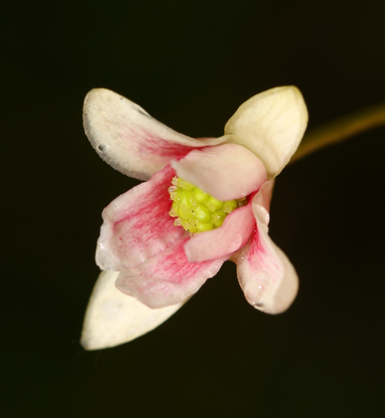 Изображение особи Schisandra chinensis.