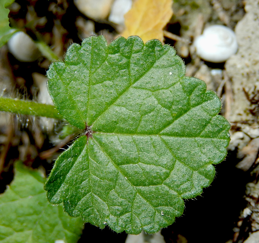 Image of Malva setigera specimen.