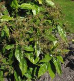 Aucuba japonica