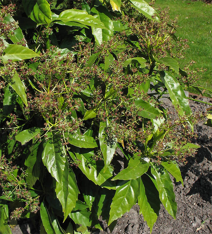 Image of Aucuba japonica specimen.