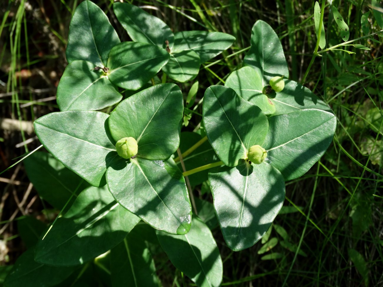 Изображение особи Euphorbia komaroviana.