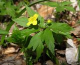 Anemone ranunculoides