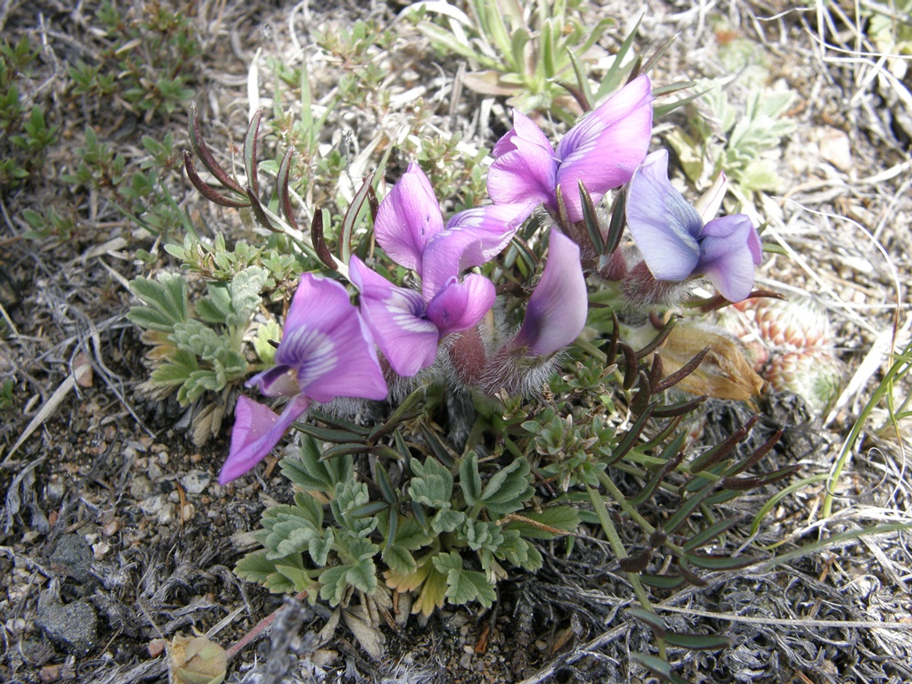 Image of Oxytropis leptophylla specimen.