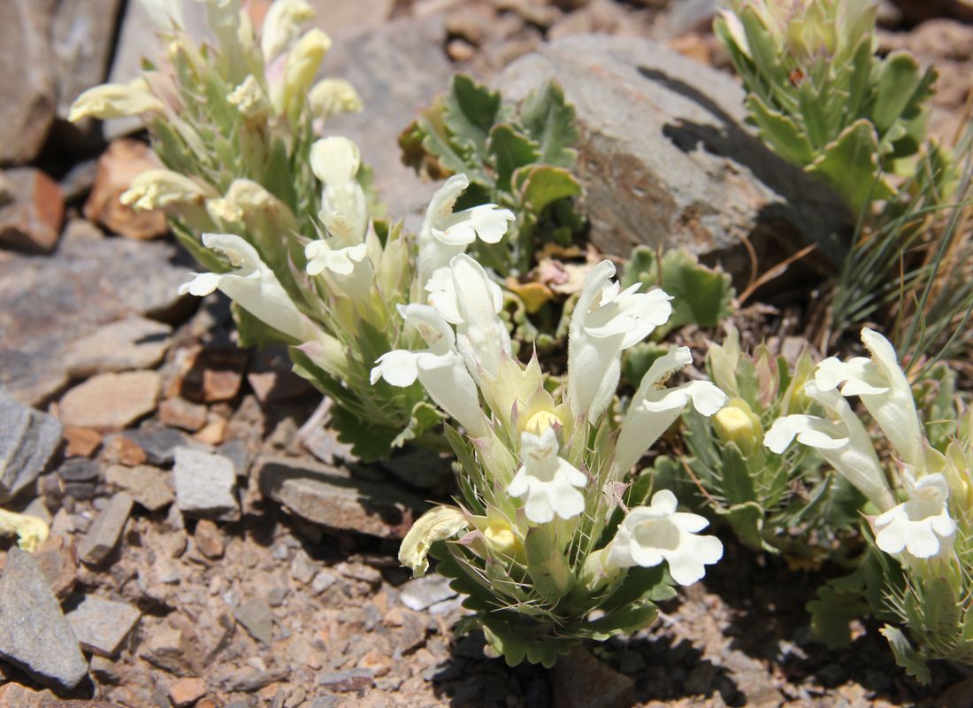 Image of Dracocephalum nuratavicum specimen.