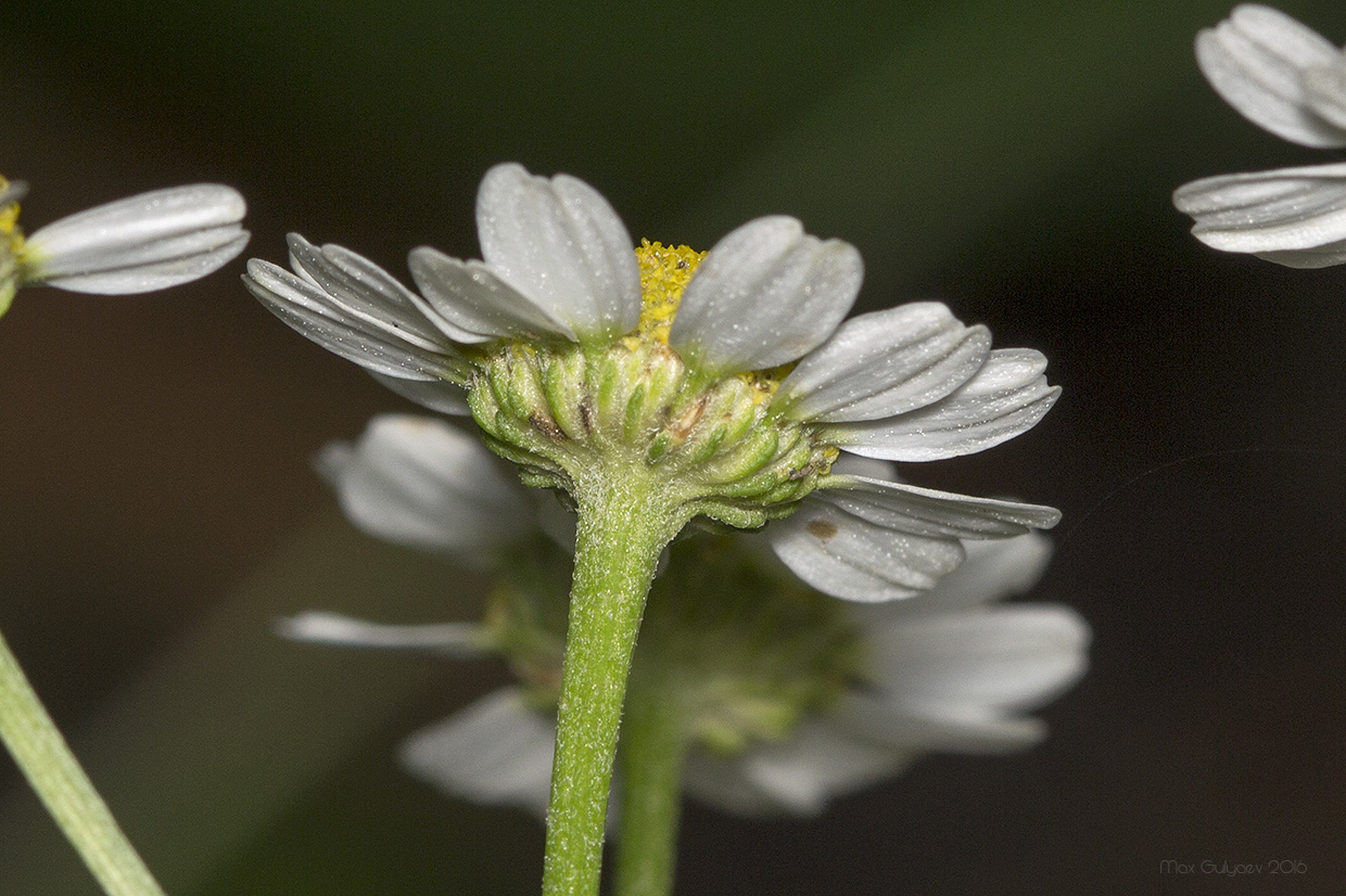 Image of Pyrethrum parthenium specimen.