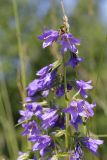 Campanula trachelium