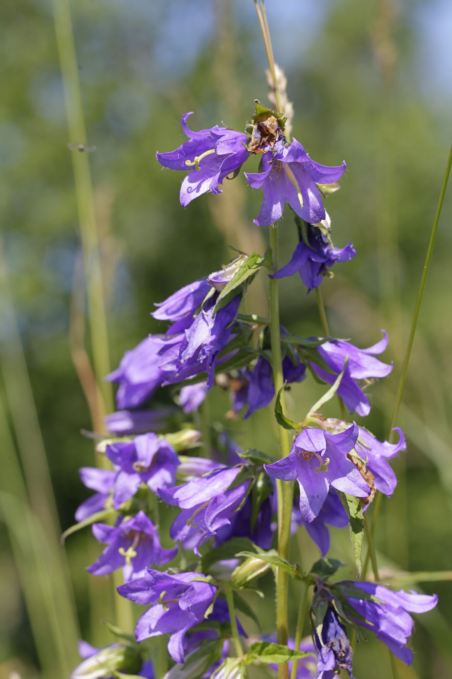 Изображение особи Campanula trachelium.