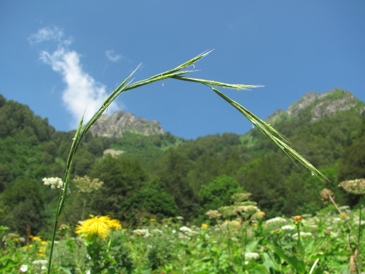 Image of Brachypodium sylvaticum specimen.
