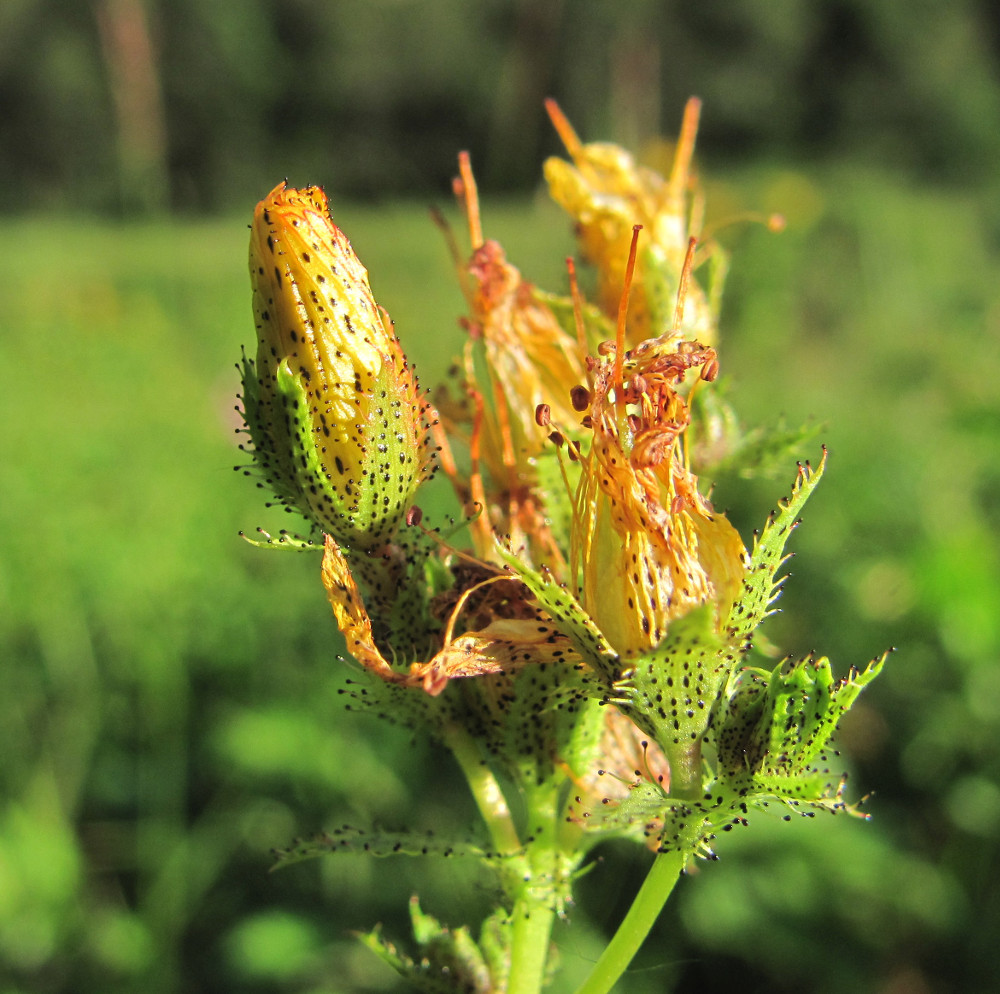 Image of Hypericum bithynicum specimen.