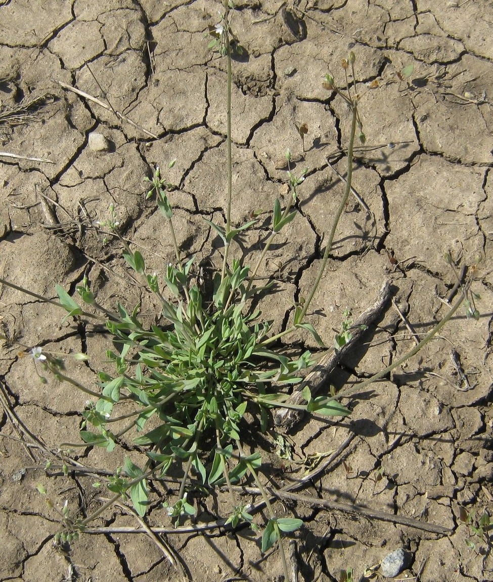 Image of Holosteum umbellatum specimen.