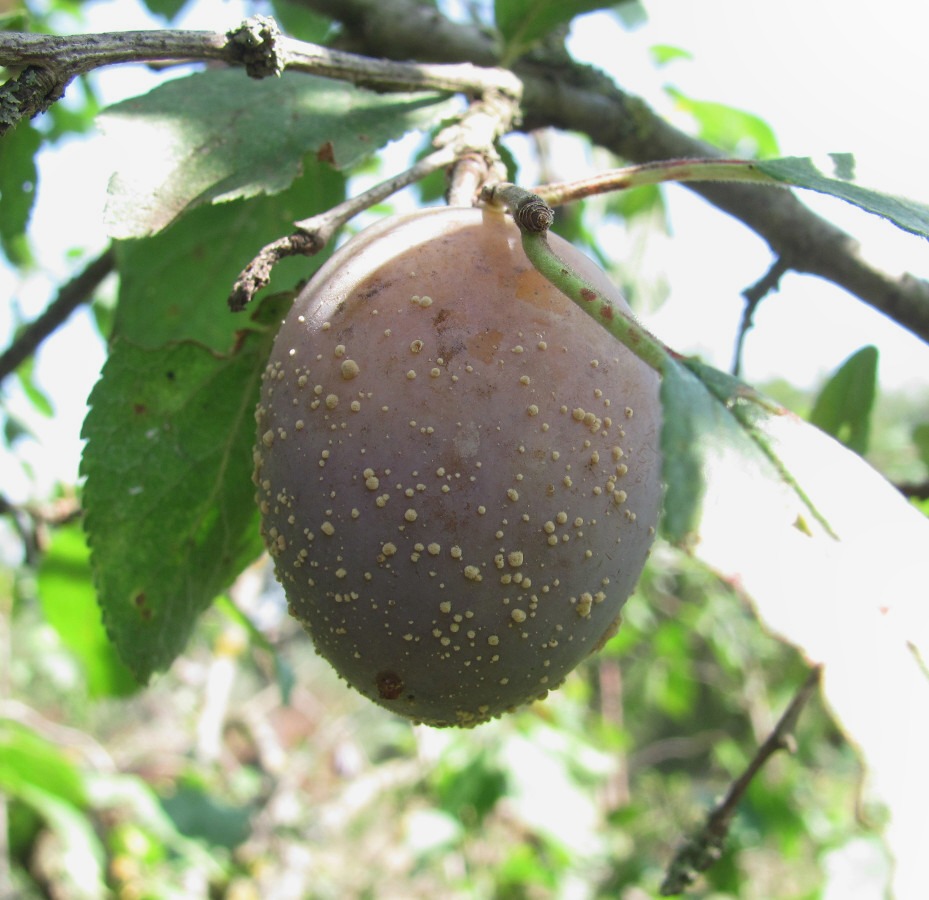 Image of Prunus domestica specimen.