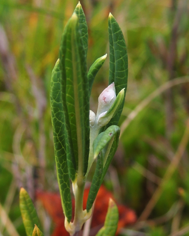 Изображение особи Andromeda polifolia.