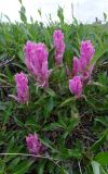 Castilleja elegans