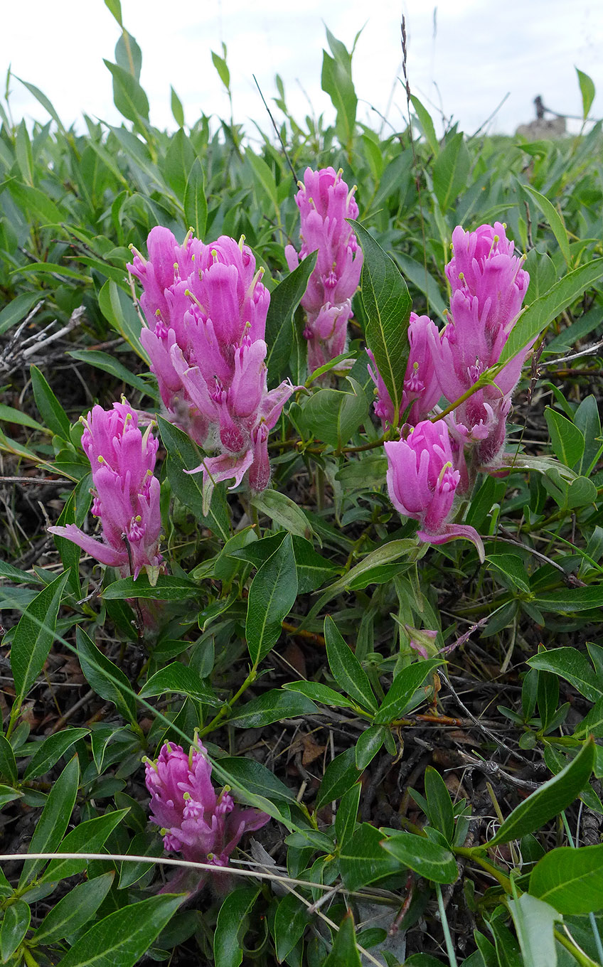 Изображение особи Castilleja elegans.