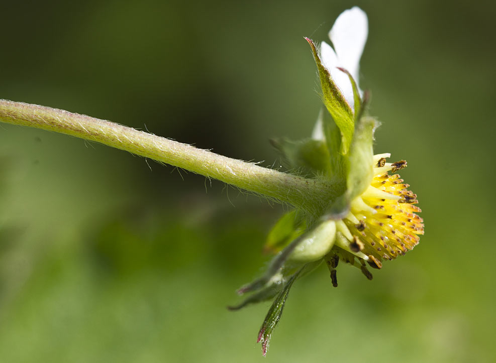 Изображение особи Fragaria vesca.