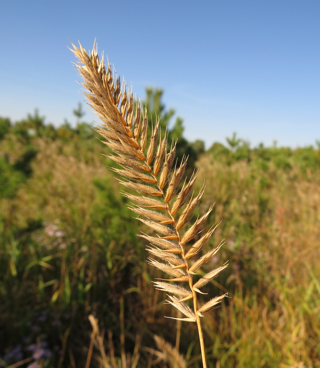 Изображение особи Agropyron pectinatum.