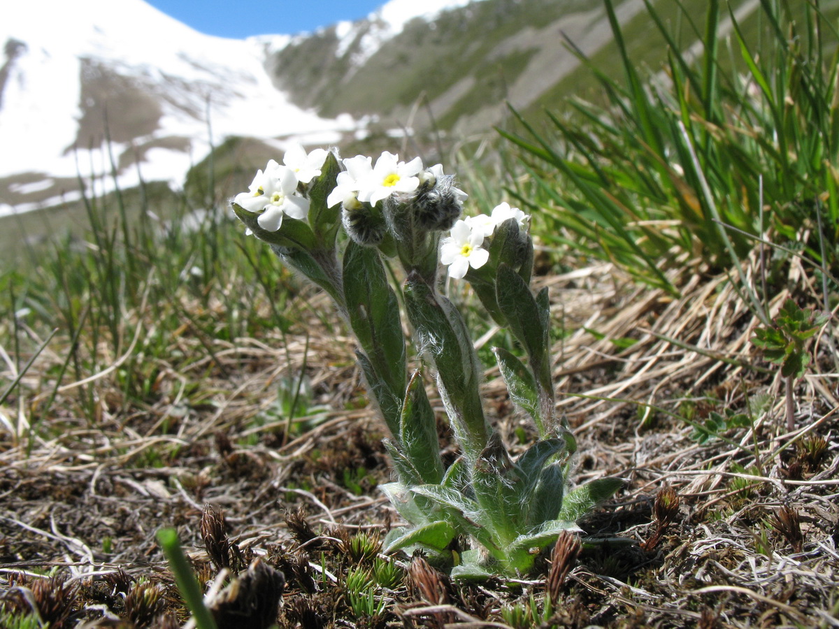 Изображение особи Eritrichium villosum.