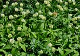 Allium victorialis