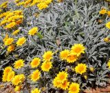 Gazania разновидность leucolaena