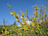 Salix caprea