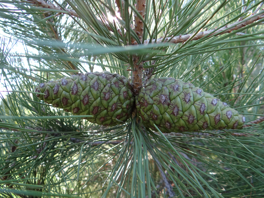 Изображение особи Pinus pityusa.