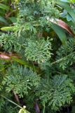 Artemisia gmelinii