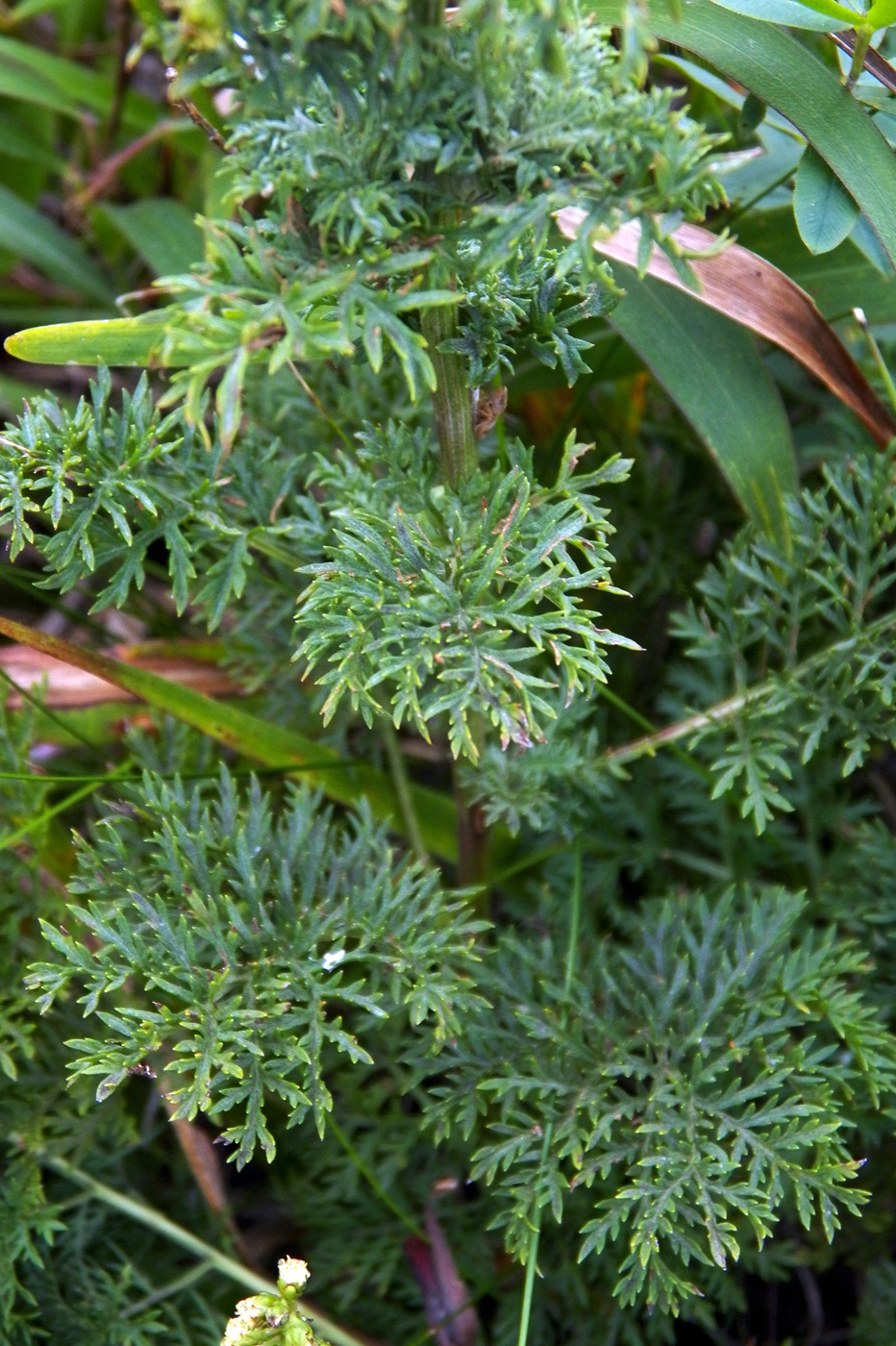 Image of Artemisia gmelinii specimen.