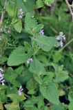 Смотреть изображение род Nepeta