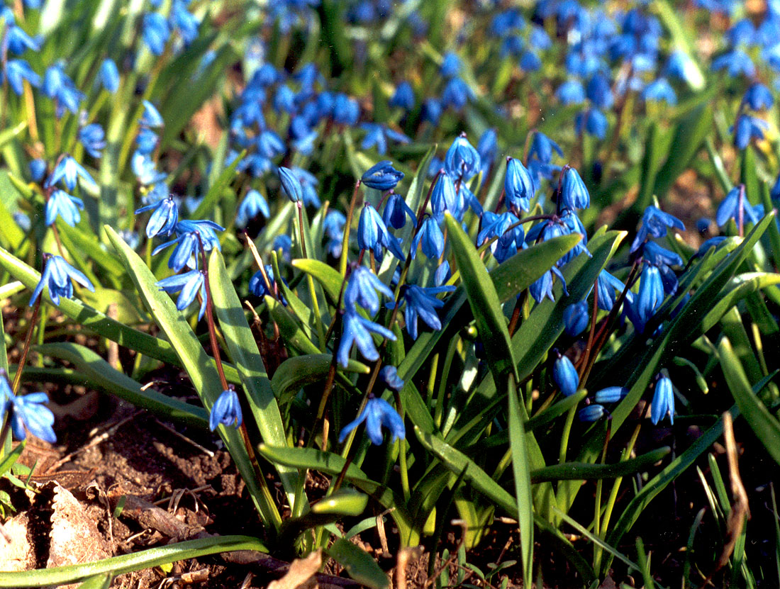 Изображение особи Scilla siberica.