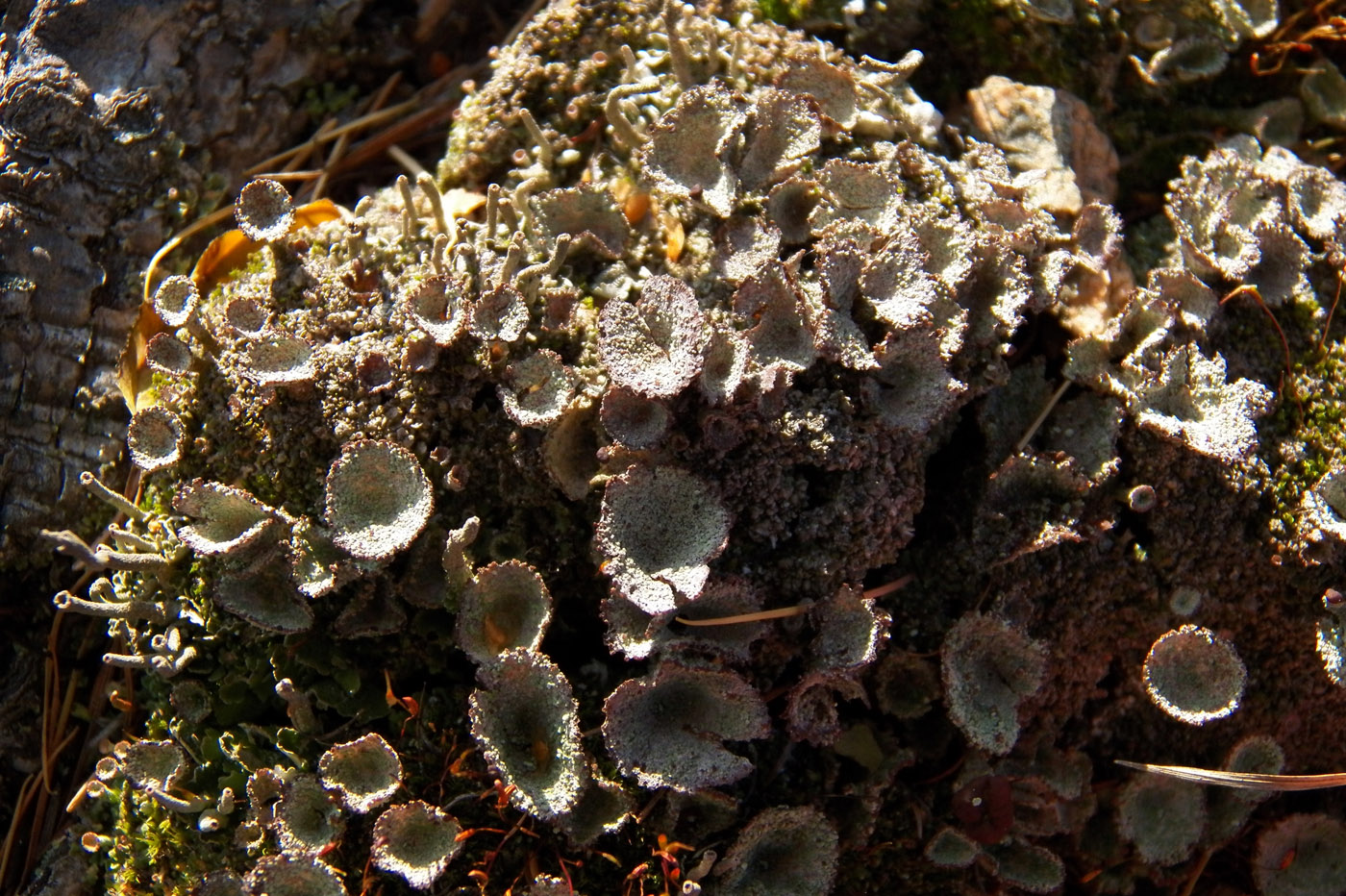 Изображение особи Cladonia pyxidata.