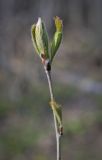 Sorbus aucuparia. Верхушка веточки с разворачивающимися листьями. Пермский край, Добрянский р-н, крутой склон берега реки. 02.05.2016.