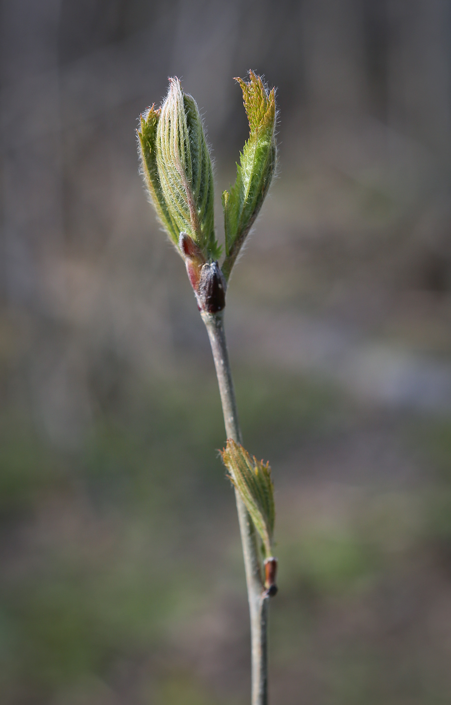 Image of Sorbus aucuparia specimen.