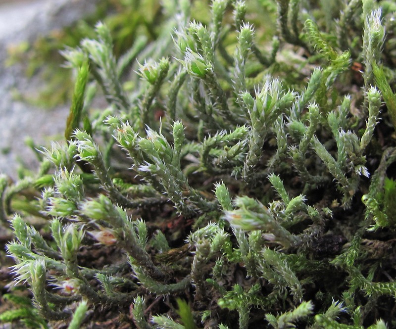 Изображение особи Hedwigia ciliata.