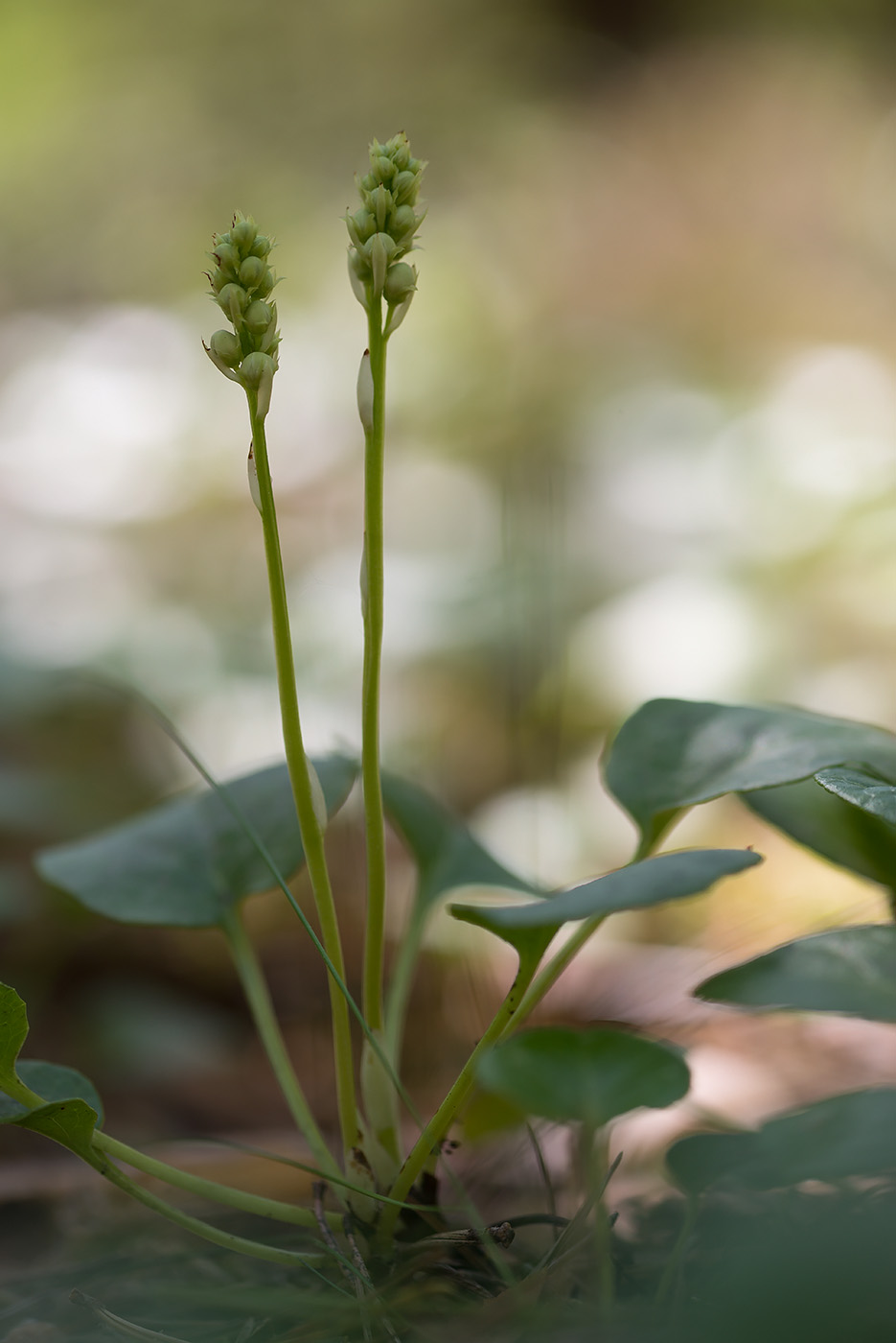 Изображение особи Pyrola rotundifolia.