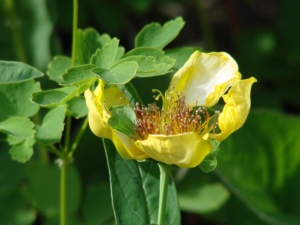 Изображение особи Hypericum ascyron.