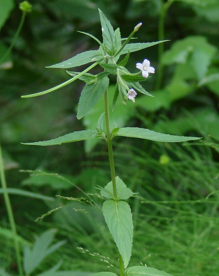 Изображение особи род Epilobium.