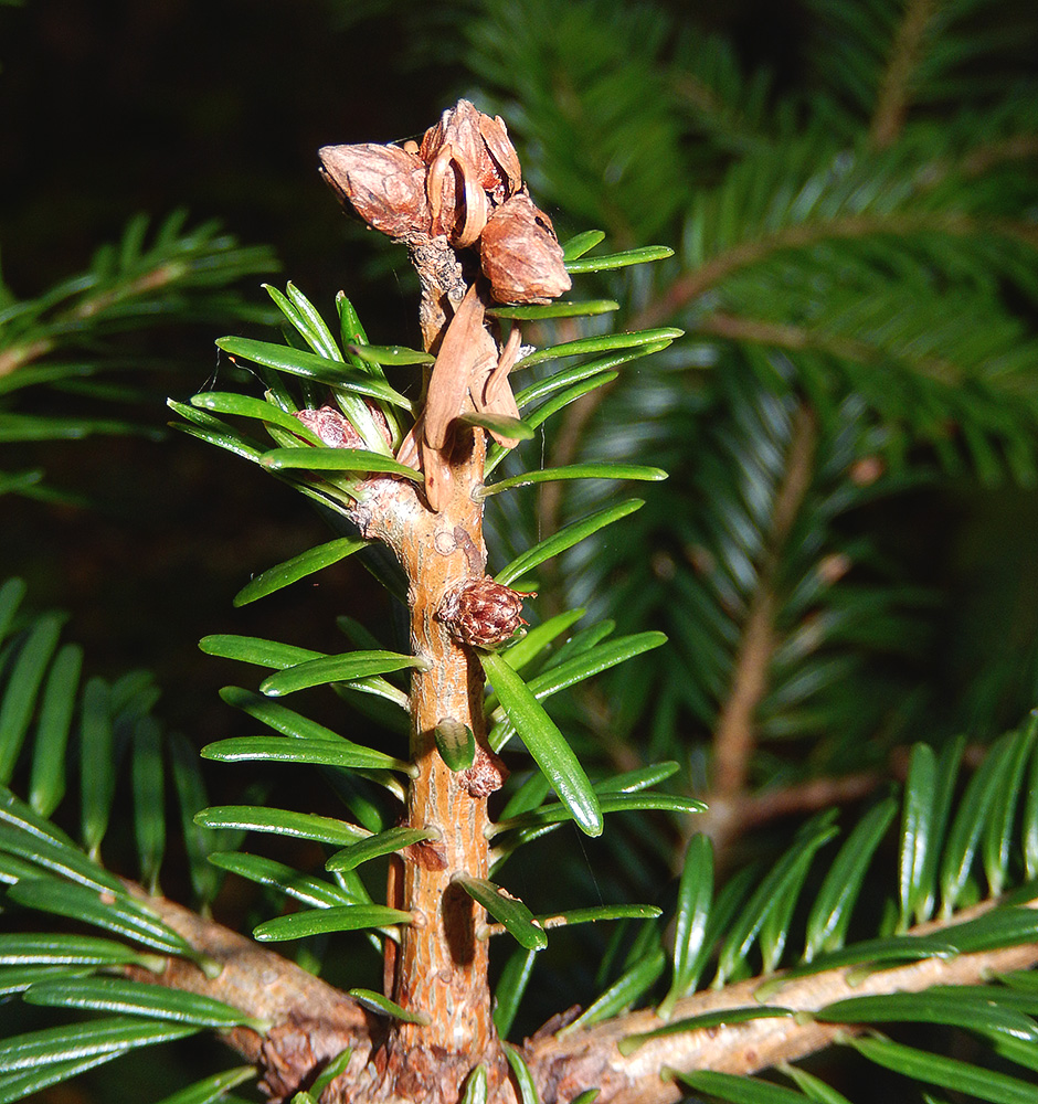 Изображение особи Abies nordmanniana.