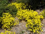 Linum elegans