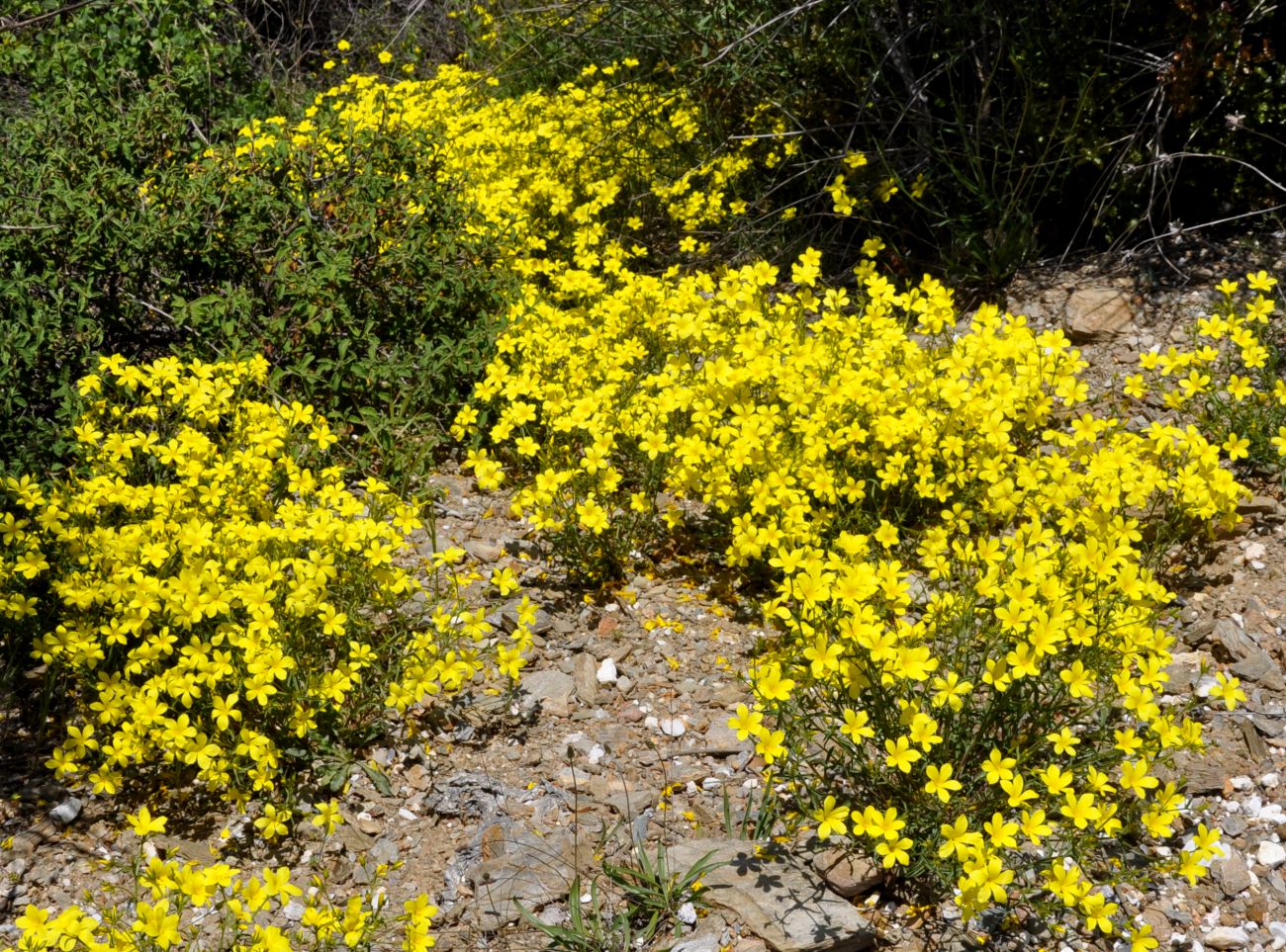 Изображение особи Linum elegans.