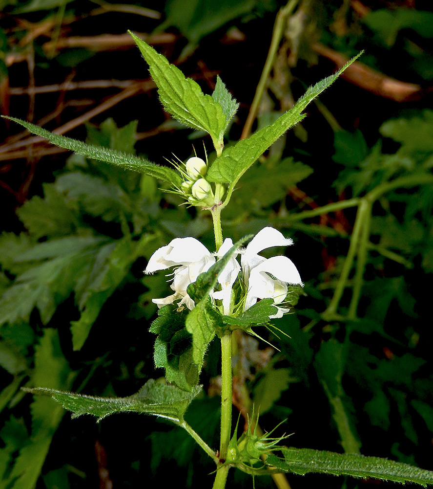 Image of Lamium album specimen.